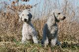 BEDLINGTON TERRIER 137